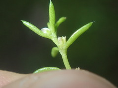 Crassula peduncularis