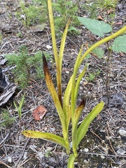 Platanthera aquilonis