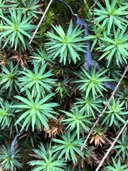 Dawsonia