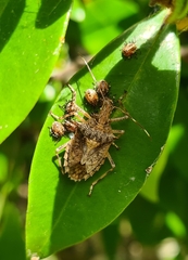 Bromocoris souefi