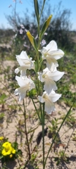 Gladiolus carinatus