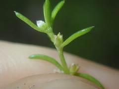 Crassula peduncularis