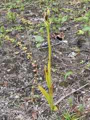 Platanthera aquilonis