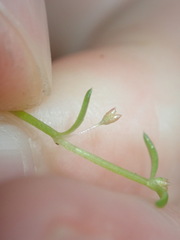 Crassula peduncularis