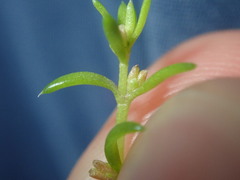Crassula peduncularis