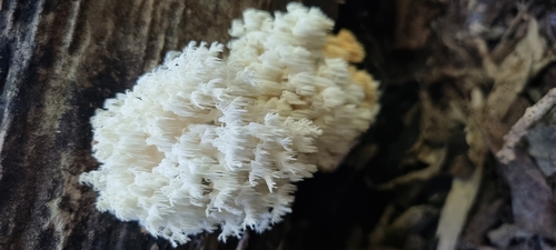Phantom Tooth Fungus