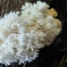 Phantom Tooth Fungus - Photo (c) Jean Stephenson, some rights reserved (CC BY-NC), uploaded by Jean Stephenson