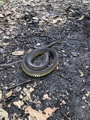 Drymobius margaritiferus