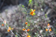 Pultenaea cinerascens
