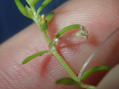 Crassula peduncularis