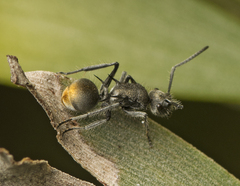 Polyrhachis vermiculosa