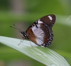 Hypolimnas misippus