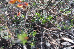 Pultenaea cinerascens