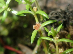 Crassula peduncularis