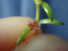 Crassula peduncularis
