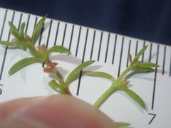 Crassula peduncularis