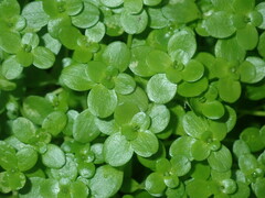 Callitriche stagnalis