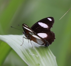 Hypolimnas misippus