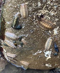 Ischnochiton cariosus