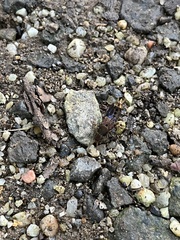 Platydracus maculosus