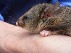 Burramys parvus