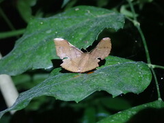 Fascellina chromataria