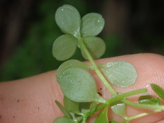 Callitriche stagnalis