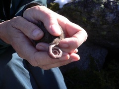 Burramys parvus