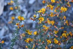 Pultenaea cinerascens
