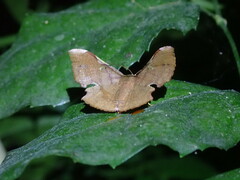 Fascellina chromataria