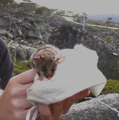 Burramys parvus