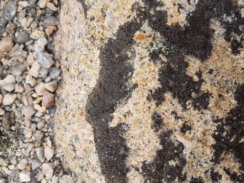 Xanthoparmelia pulla