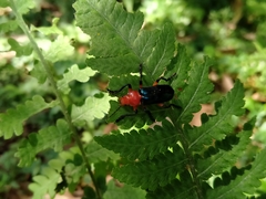 Themus impressipennis