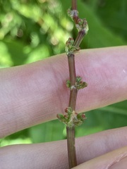 Rumex brownii