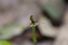 Chiloglottis trapeziformis