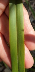 Dianella brevipedunculata