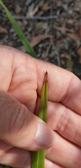 Dianella brevipedunculata
