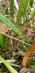 Dianella brevipedunculata