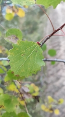 Eriophyes diversipunctatus