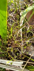 Dianella brevipedunculata