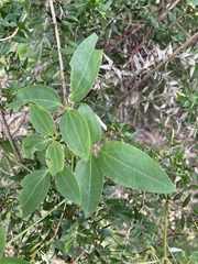 Clematis glycinoides