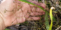 Dianella brevipedunculata