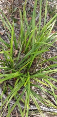 Dianella brevipedunculata
