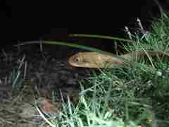 Madagascarophis colubrinus