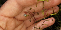 Dianella brevipedunculata