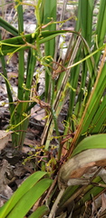 Dianella brevipedunculata