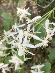 Clematis glycinoides
