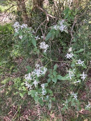 Clematis glycinoides