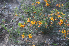 Pultenaea cinerascens