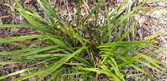 Dianella brevipedunculata